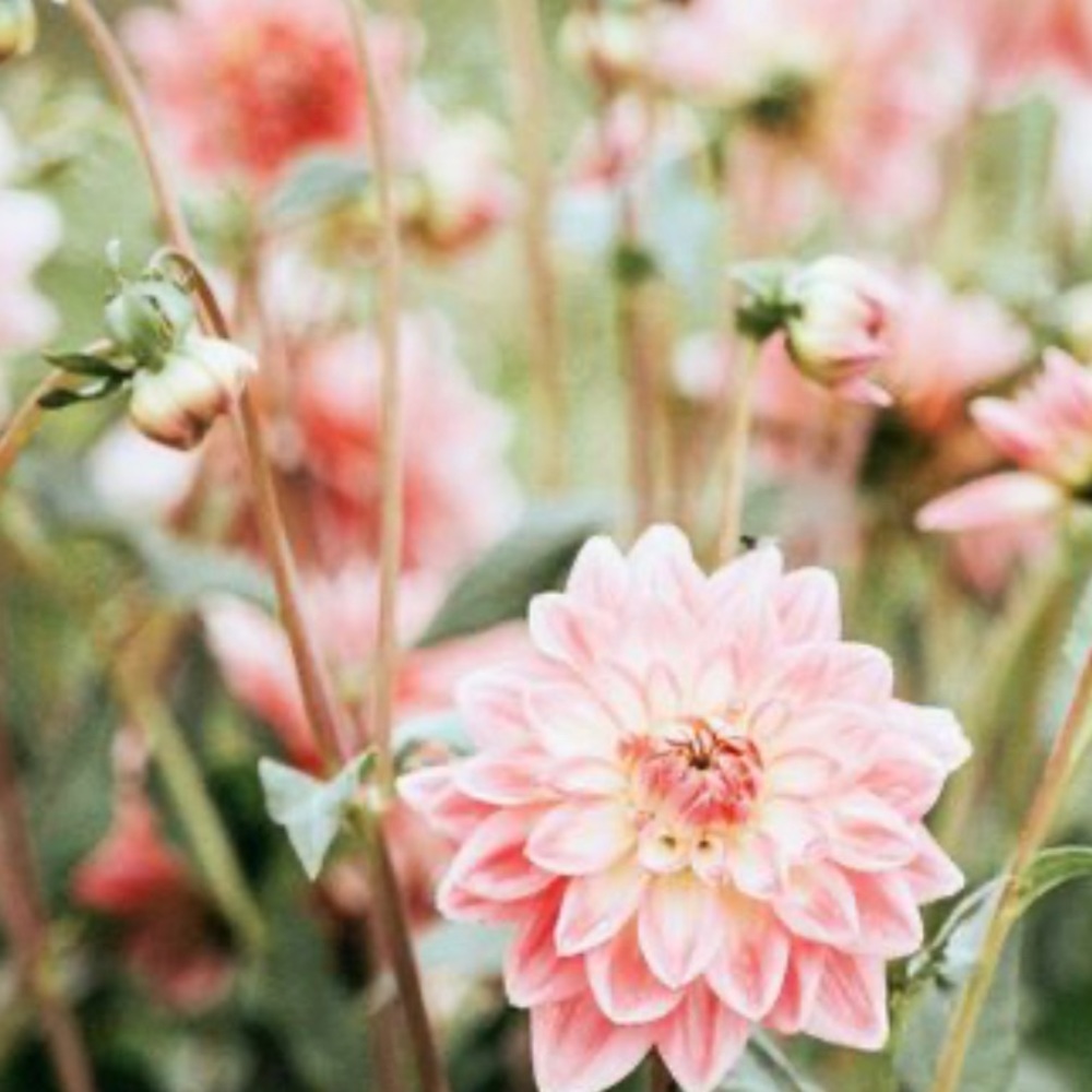 Meet your Posher, Gina